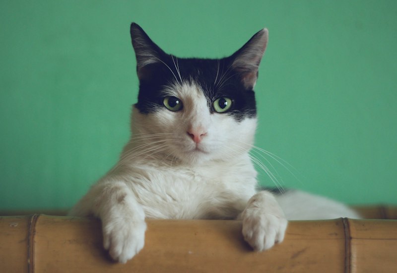 Feline Emergency First Aid: What to Do in Urgent Situations