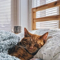 Feline Health